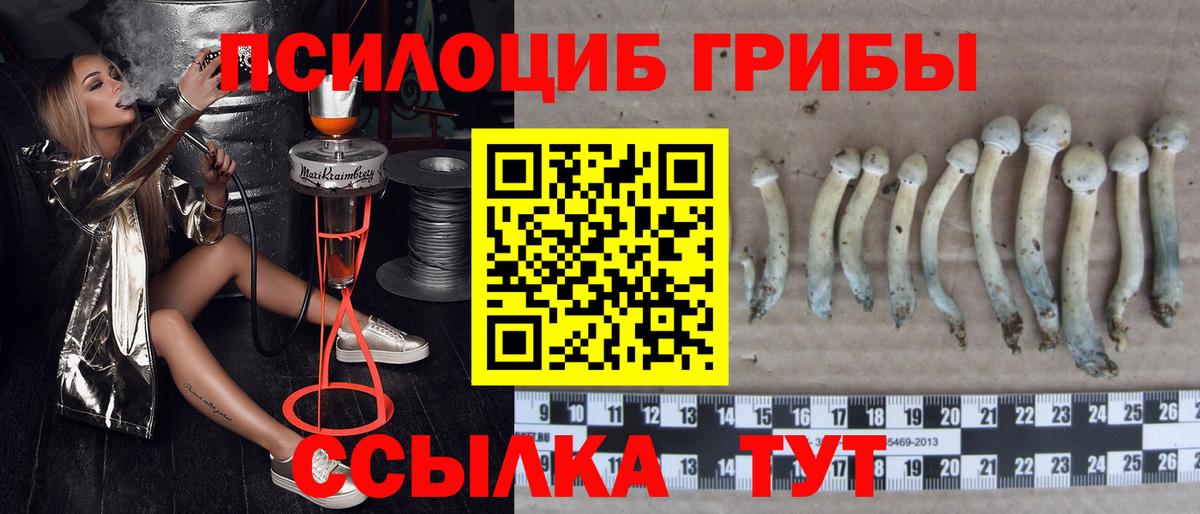 Галлюциногенные грибы Psilocybe Городец